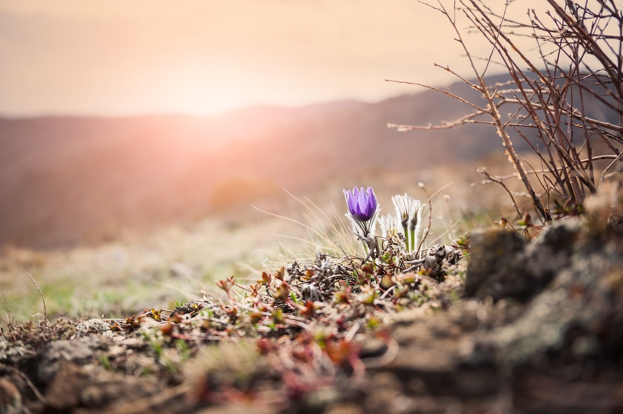 Spring