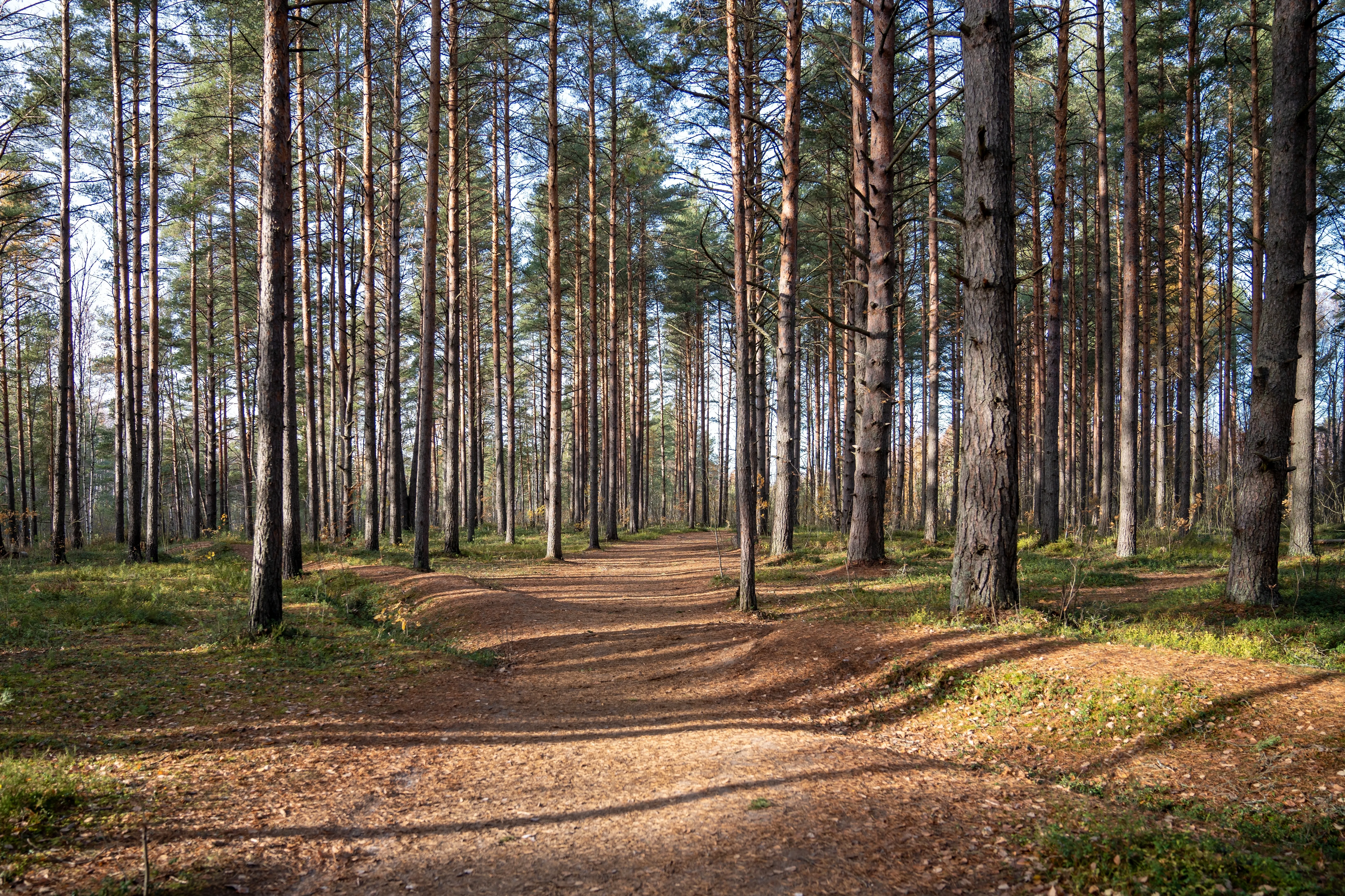 Pine Forest