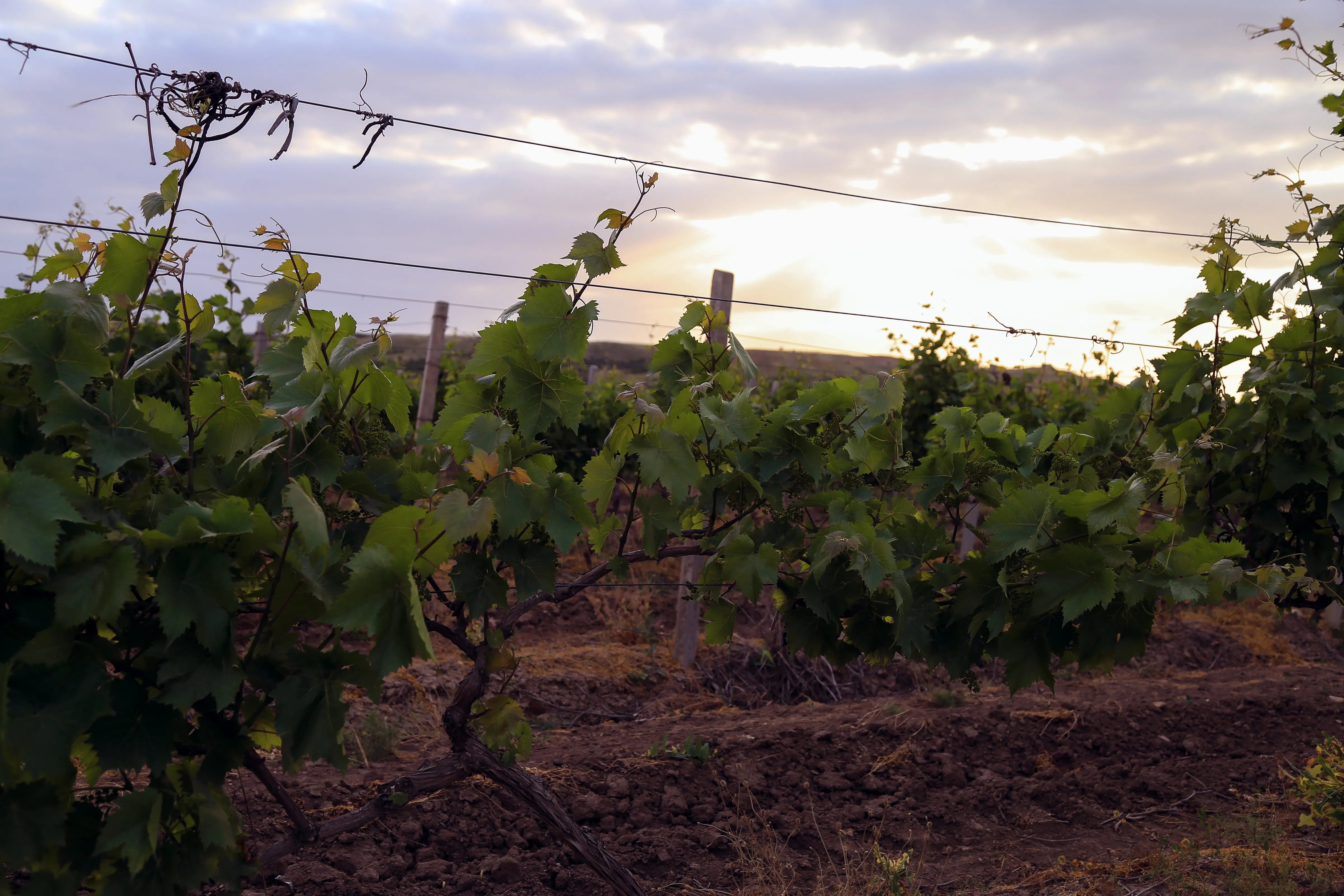 Derbent Wine Winery