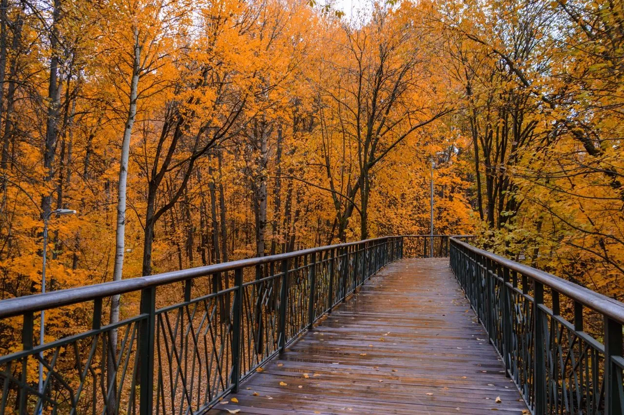 Gorkinsko-Ometyevsky Forest