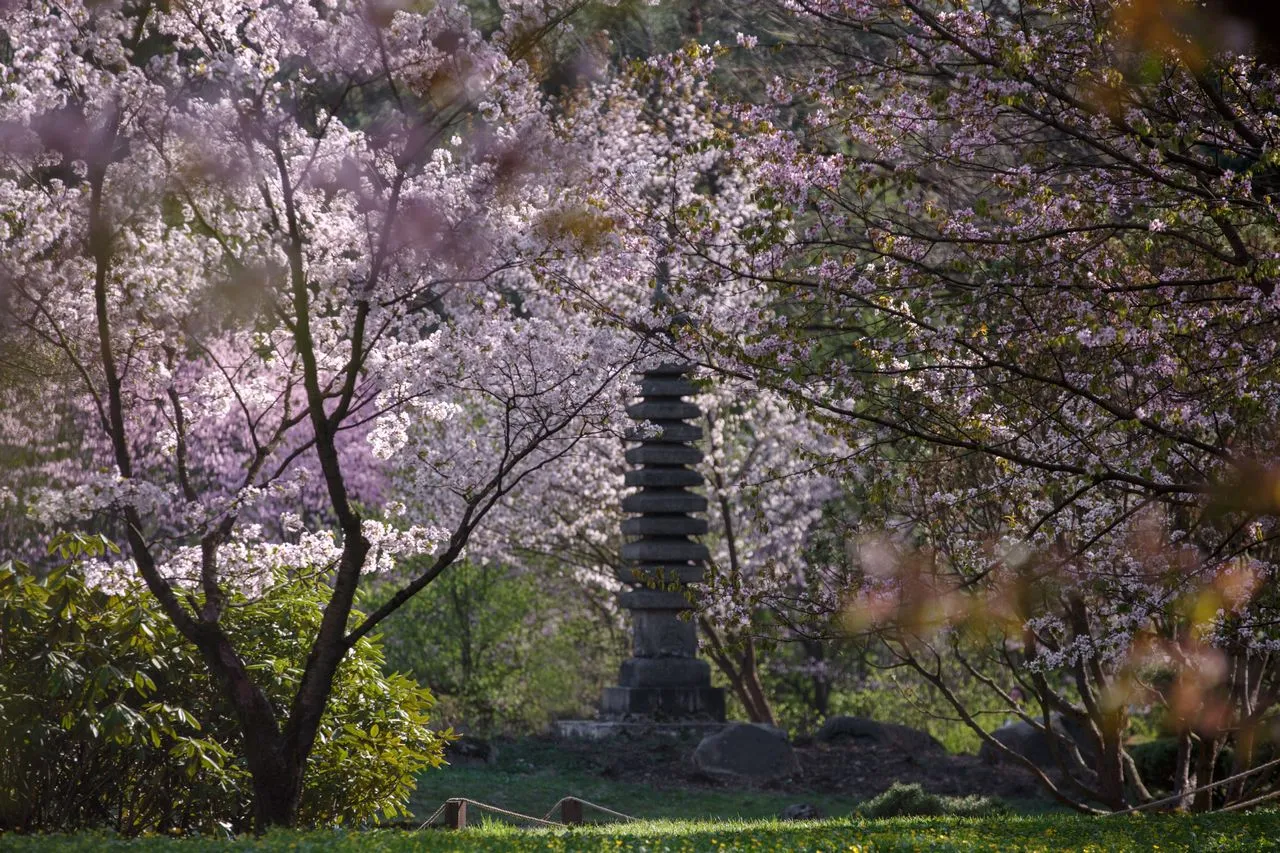 "Japanese Garden"