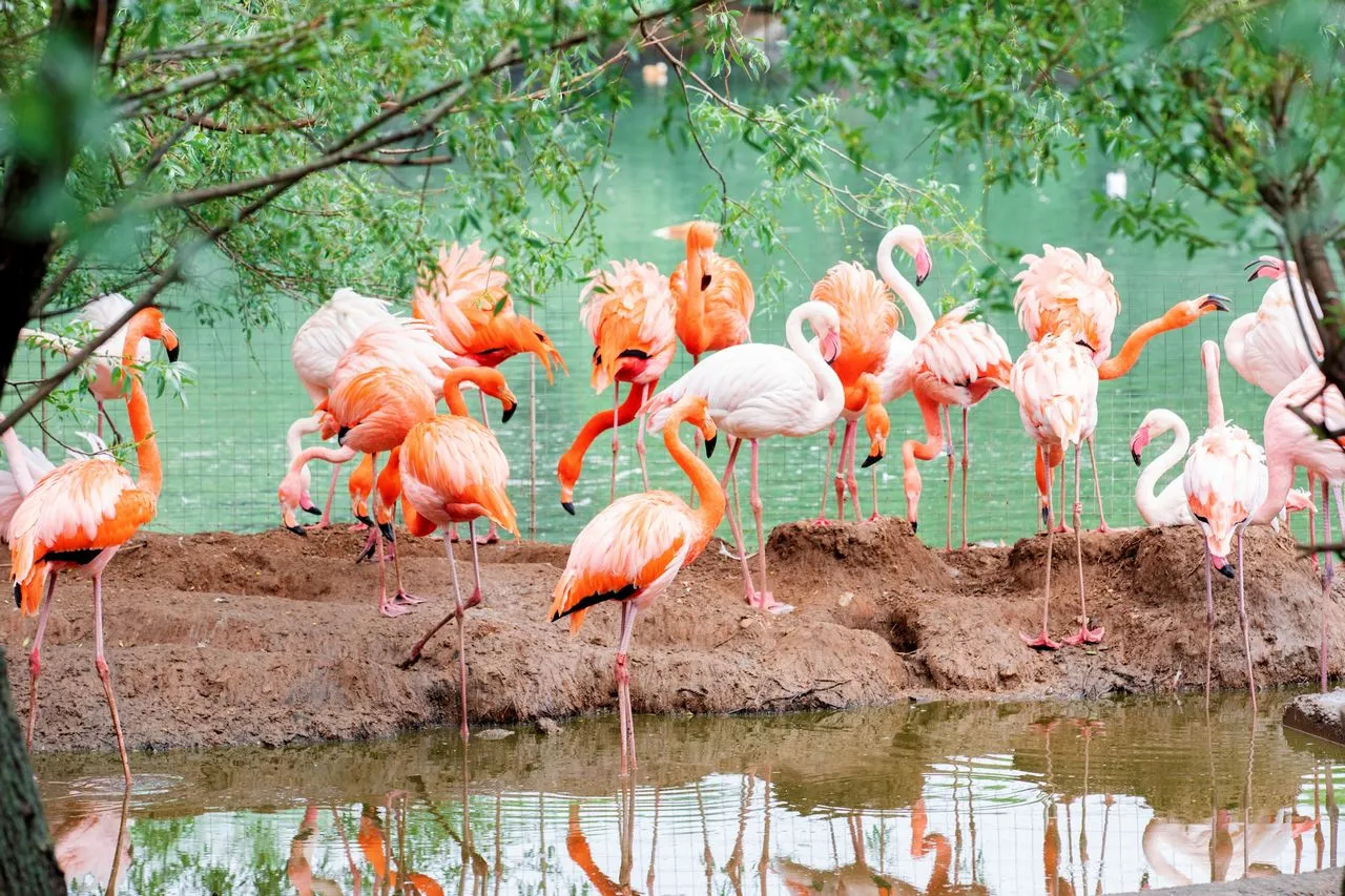 Moscow Zoo